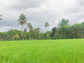 Majestic Mountain Range Covered in Lush Forest and Rolling Clouds