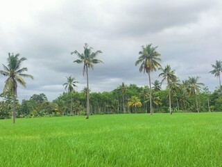 Fototapeta premium Majestic Mountain Range Covered in Lush Forest and Rolling Clouds