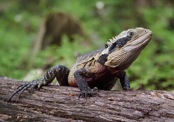 Eastern Water Dragon