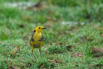 Close-up of a Citrine Wagtail Bird Searching for Insects on Ground in Natural Daylight – Urban Wildlife Concept