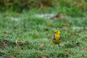 Close-up of a Citrine Wagtail Bird Searching for Insects on Ground in Natural Daylight – Urban Wildlife Concept