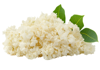 Delicate tremella fuciformis with vibrant green leaves on a stark black backdrop