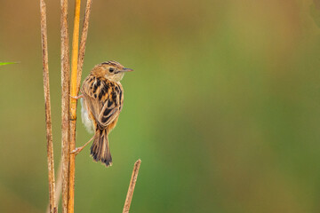 Close-up of Zitting Cisticola Bird Perched on Tall Grass in Natural Urban Habitat During Bright Daylight