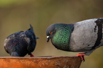 Close-up of Two Pigeons Drinking Water from a Clay Pot on Rooftop in Natural Light