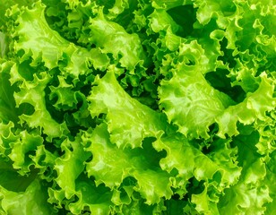 Close-up view of fresh green lettuce leaves