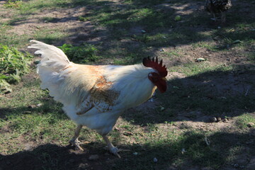 free range chickens