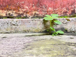 Resilience in Stone: A resilient young plant bravely emerges from a crack in weathered concrete, a testament to the tenacity of life against a backdrop of textured, aged surfaces. 