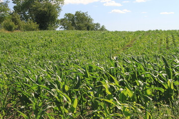 corn field