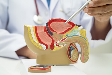 Male reproductive system, Asian doctor holding human anatomy model for study diagnosis and...