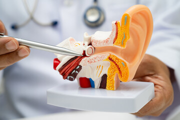 Asian doctor holding human ear model to learn and treat hearing loss in patient.