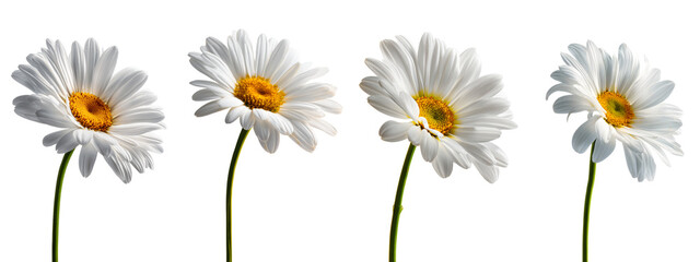 Collection of white daisy flowers isolated on white or transparent background