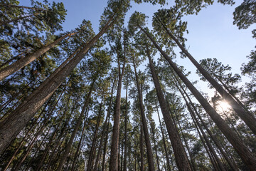 a forest of pine trees