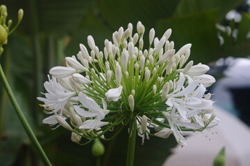 Agartus, openwork white flower, African lily, 2