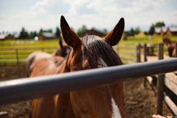 Horse on a Farm with Barred View