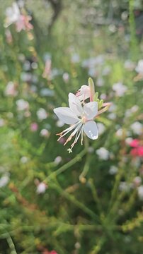 Gaura Flower reminiscent of a dancing butterfly