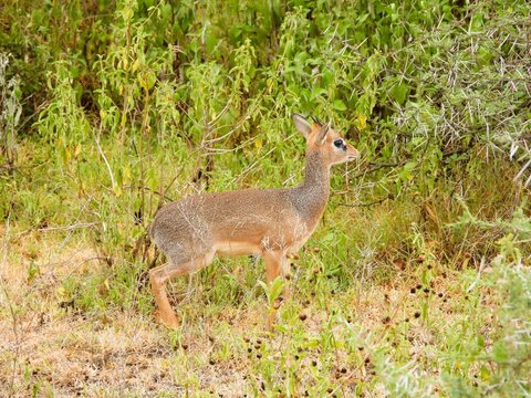 Very cute dikdik is walking around the savanna