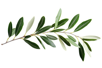 Olive tree branch with vibrant green leaves isolated on a white background showcasing natural beauty and simplicity in a botanical presentation