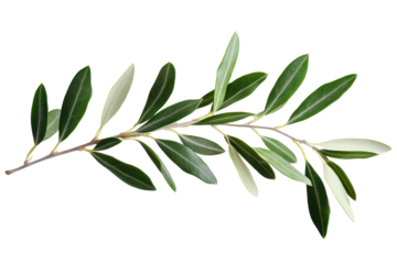 Olive tree branch with vibrant green leaves isolated on a white background showcasing natural beauty and simplicity in a botanical presentation