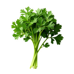Fresh Parsley Bunch Isolated on Black Background herb
