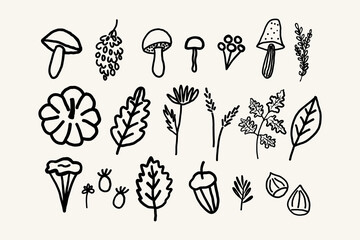 Vector illustrations of autumn objects:with pumpkin, mushrooms, berries, grapes, maple leaf, rowan, oak leaf, plants, fall flowers. Design elements for Thanksgiving Day, autumnal season, event