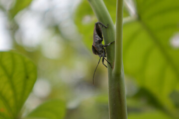Insect on a Plant Stem