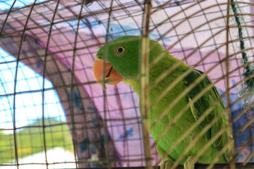 Green Parrot in Cage