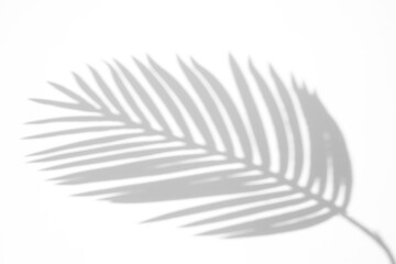 Palm leaf shadow overlay effect,tropical leaves shadows isolated on transparent png background