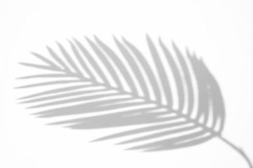Palm leaf shadow overlay effect,tropical leaves shadows isolated on transparent png background