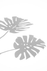 monstera shadow overlay effect,realistic sunmmer sunlight tropical leaves shadows isolated on transparent png background