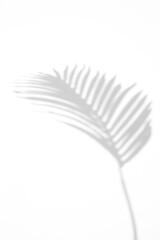 Palm leaf shadow overlay effect,tropical leaves shadows isolated on transparent png background