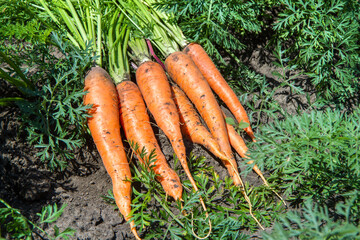Fresh carrots in the vegetable garden close-up. Freshly dug carrots lie on the ground.