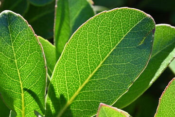 close up of green leaf
