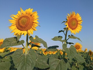 Sunflowers are incredibly beautiful and original