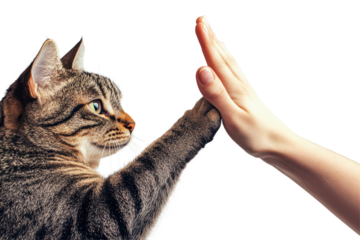 Cat performing high five with human hand against a neutral background showcasing a playful interaction