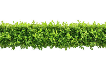 Obraz premium Lush green hedge against a transparent background showcasing pristine foliage and vibrant leaves