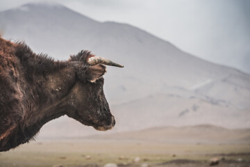 Portrait of a bull grazing in the highlands of the Pamirs in the Tien Shan mountain system in...