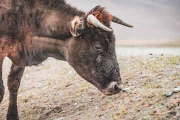 Portrait of a bull grazing in the highlands of the Pamirs in the Tien Shan mountain system in cloudy weather, a cow with horns