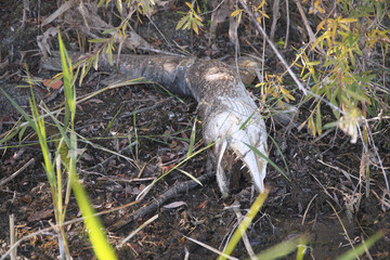 A dead pike decomposing on the shore