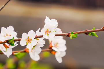 A branch with blooming white spring flowers of Prunus tomentosa (Nanjing cherry) on a shrub. A landscape in nature with a branch of cherry blossoms.