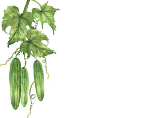 Cucumbers plant frame with green leaf, curling tendril, buds hanging on vine. Hand painted rustic watercolor botanical illustration of growing fruit for gardening, farming template isolated on white.