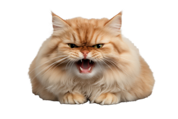 Surprised and angry cat with fluffy fur displays intense emotions while isolated on a transparent background