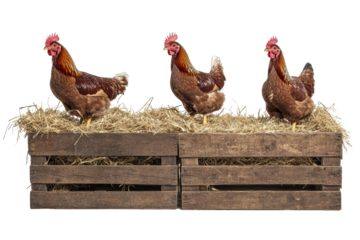 Chickens perched on wooden crates filled with straw in a rustic farm setting during daylight hours