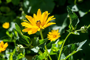 Bee on a yellow heliopsis flower.
