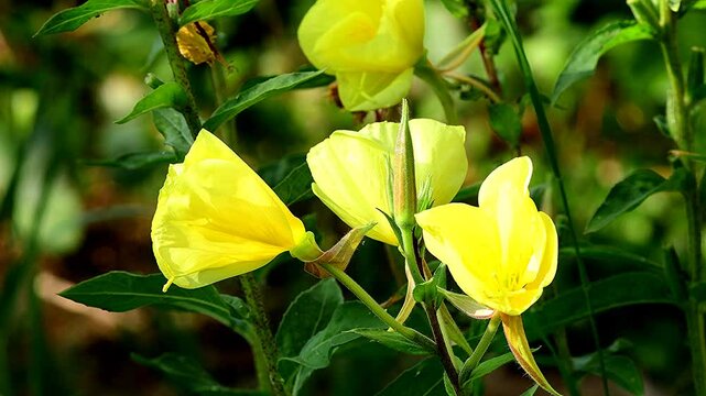 evening primrose, American medicinal plant with flower 