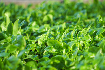 Watercress, small seedlings in the vegetable bed in the garden, in the morning, showing bright sunlight.