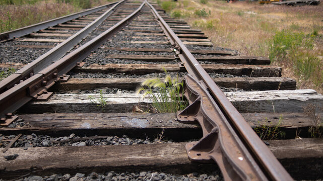 Overgrown Railroad Tracks with Weeds in Summer