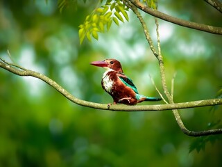 White throated kingfisher perched on a tree branch in a lush green forest