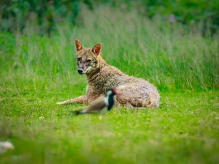 Golden jackal resting in green grass with a bird in foreground