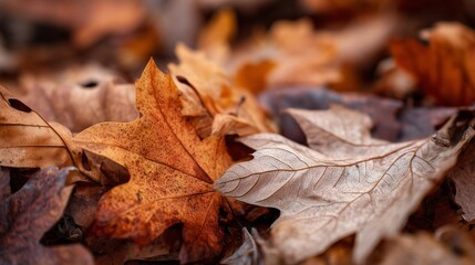 Close-up autumn leaves showcase intricate texture maple oak patterns.AI generated