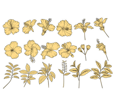 Tropical Hibiscus Isolated pen and ink illustration. Hand drawn floral elements. Line Art Tropical Floral Set. Hibiscus flower line art collection